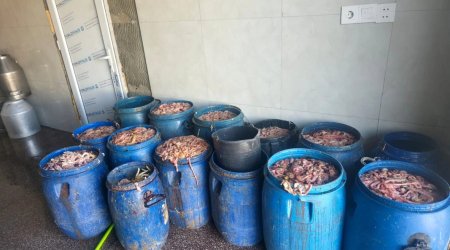 Novxanıda fəaliyyət göstərən kəsim məntəqəsində nöqsanlar AŞKARLANDI - FOTO