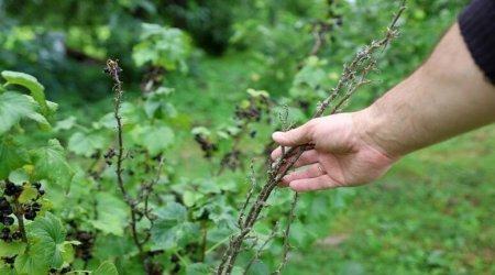Həm yeyən, həm də əkən qazanır: Bu meyvə yeni gəlir mənbəyidir