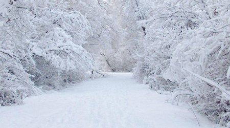 Bu rayonda qarın hündürlüyü 85 santimetrə çatıb - FAKTİKİ HAVA