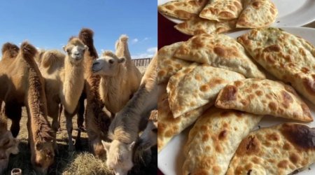 "Dəvə qutabı" adı ilə müştərilər aldadılır - İDDİA