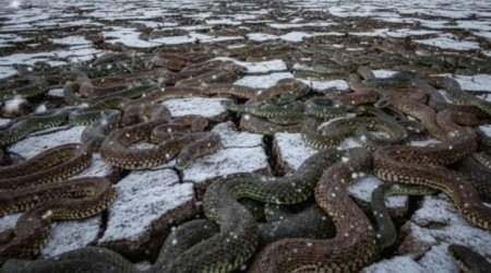 Minlərlə ilan qış yuxusundan ayıldı - Fəlakəti xəbər verən olay