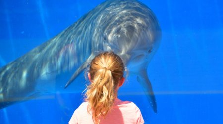 ŞOK KƏŞF: Delfinlər də insanlar kimi bir-birinə ad qoyurlar