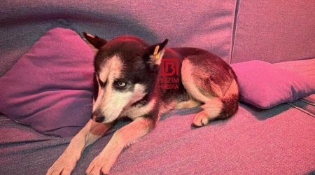 Bilgəhdə tapılan xaski sahibini AXTARIR - FOTO/VİDEO