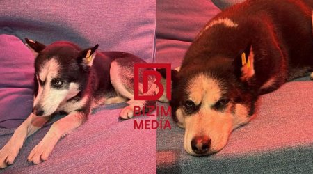 Bilgəhdə tapılan xaski sahibini AXTARIR - FOTO/VİDEO