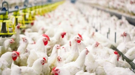 Ekspertlərdən quş əti bazarındakı qiymət artımı ilə bağlı AÇIQLAMA