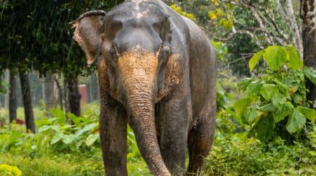 Tailandda fil turisti öldürdü - VİDEO