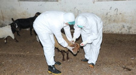 Heyvanlar yenidən peyvəndlənməyə başlanıb &ndash; Yeni xəstəlik yayılıb?