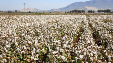 Trendyolmilla ilkə imza atıb: Regenerativ pambıqdan cins kolleksiyası &ndash; FOTO