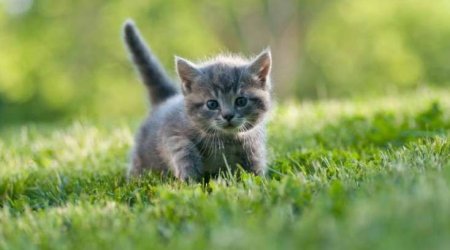 Pişik sahibləri bu xəstəliyə yoluxa BİLƏR