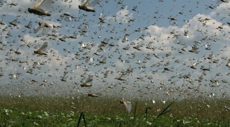 Anomal istilər həşəratları vaxtından əvvəl &ldquo;oyandırdı&rdquo; &ndash; Çəyirtkələrin qarşısı alınmasa, nə baş verə bilər?