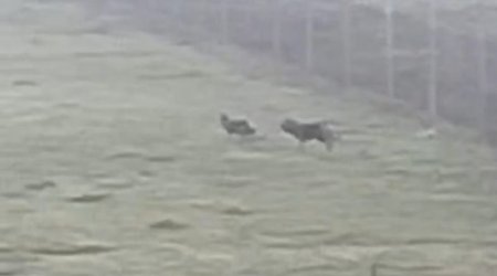 Lənkəran və Masallıda canavar təhlükəsi: Kəndlər təşviş içində -FOTO/VİDEO