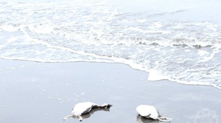 Xəzərin sahilində minlərlə ölü quş tapıldı – FOTO/VİDEO