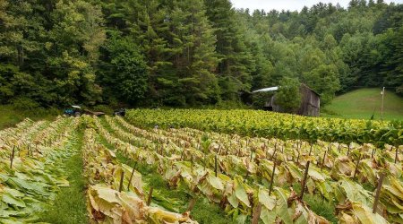 Azərbaycan yanvarda tütün ixracını artırıb, idxalını azaldıb