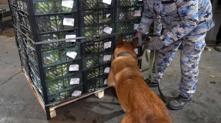 Gömrükdə ƏMƏLİYYAT: İrandan Rusiyaya aparılan "kahı"da narkotik aşkarlandı &ndash; FOTO/VİDEO