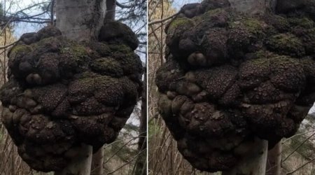 Ovçu meşədə gəzərkən tapdı: Dəyəri qızıl ilə müqayisə olunur