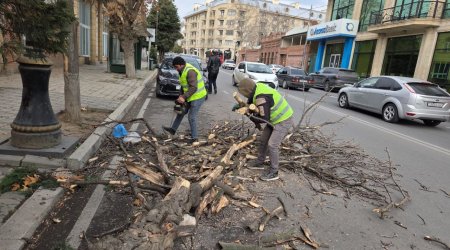 Gəncədə güclü külək ağacları aşırdı &ndash; FOTO