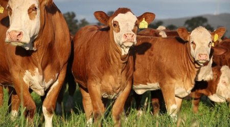 Rusiyada heyvanlar arasında xəstəlik YAYILDI - Ölkəmizə idxal dayandırılıb? &ndash; RƏSMİ AÇIQLAMA