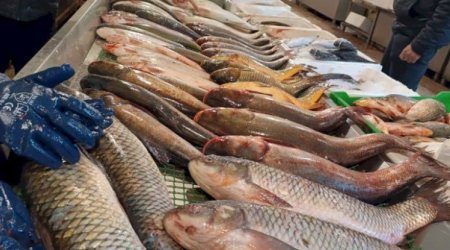Bazarlarda 5 manata satılan məşhur balıq - Nəcislə qidalanır?