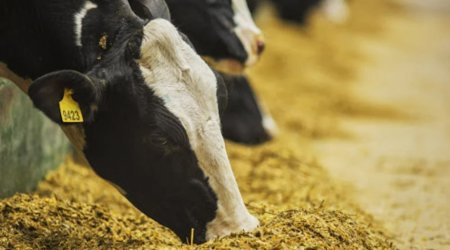 AQTA-dan fermerlərə ÇAĞIRIŞ: &ldquo;Heyvanları vaxtında&hellip;&rdquo;