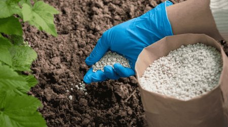 Qlobal gübrə bazarında BÖHRAN - Azərbaycana necə təsir edəcək?