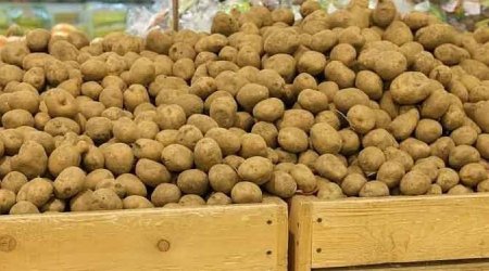 &ldquo;Gədəbəy kartofu&rdquo; adı ilə satılsa da, bu ölkələrdən gətirilir... &ndash; DETALLAR