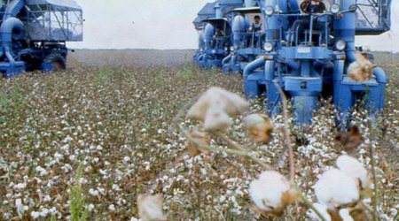 Azərbaycan pambıq ipliyi istehsalını artırıb