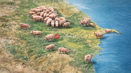Azərbaycanda donuzlar çoxalır &ndash; Bölgələr üzrə RƏQƏMLƏR