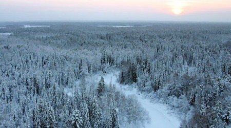 Cinayətkar Tayqa meşəsində gizləndi: 8 il sonra saxlanıldı
