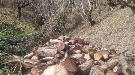 Oğuzda ağacların kəsilməsinə görə cinayət işi başlanılıb - FOTO