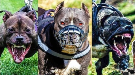 Aqressiv it cinslərinin yaratdığı ÖLÜM TƏHLÜKƏSİ - Onların hücumlarına görə kim cavabdehdir?