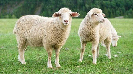 Bu heyvanların kəsilməsi qadağan OLUNA BİLƏR