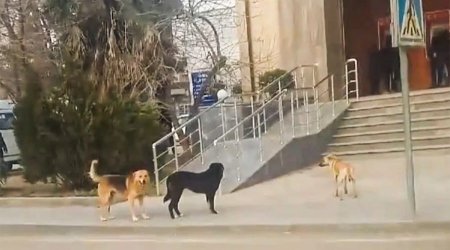 Biləsuvarda 15 gündə 26 nəfəri it dişləyib - 9-u uşaqdır