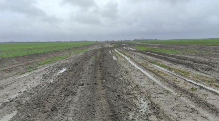 Əkin sahələrini su basan fermerlərin DİQQƏTİNƏ &ndash; Sığorta ilə bağlı RƏSMİ AÇIQLAMA