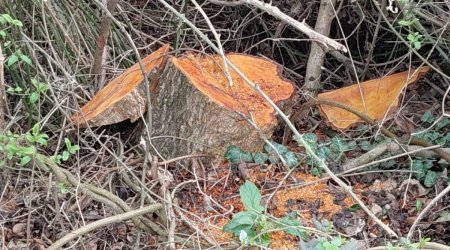 Oğuzda 30 ədəd qızılağac kəsildi: Saxlanılan var &ndash; FOTO