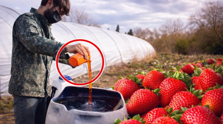 Azərbaycanda çiyələyə zəhərli maddələr qatılır? - Dəhşətli GÖRÜNTÜLƏR yayıldı - VİDEO