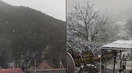 Bu rayona yağan qar təsərrüfatlara ziyan vurdu - VİDEO