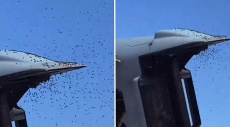 Arılar İsrail ordusunu &ldquo;məğlub etdi&rdquo; &ndash; VİDEO
