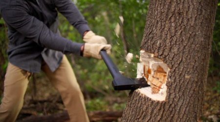 Təbiətə 133 mindən çox ziyan vuruldu