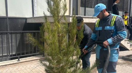 Bakıda kəsilmiş ağacların yerinə yeniləri əkildi - FOTO