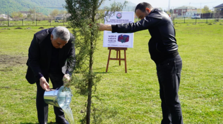 Zaqatalada ağacəkmə aksiyası - FOTO