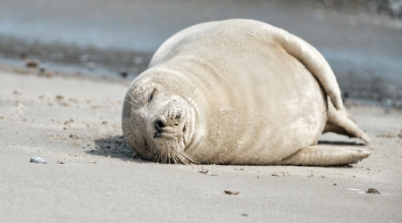 Xəzərdə növbəti suiti ölümü: 97 cəsəd tapıldı &ndash; VİDEO