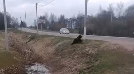 Küçədə gəzən ayı kameraya düşdü &ndash; VİDEO