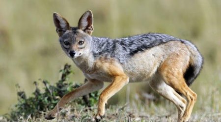 Ucarda çaqqal sakinlərə HÜCUM ETDİ - Xəsarət alanlar var