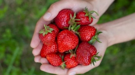 Üzərində bu ləkə olan çiyələyi ALMAYIN &ndash; Zəhərlənə bilərsiniz