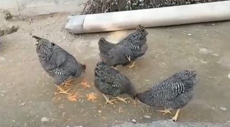 İt də getdi, ip də... &ndash; 140 manat ödədi, ortada nə xoruz var, nə fərə - VİDEO