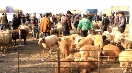 &ldquo;Sırğa&rdquo;sı olmayan heyvanlar bazara buraxılmayacaq - VİDEO