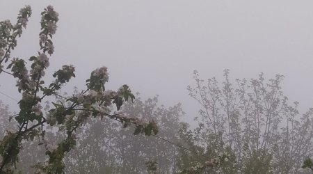 Şimal-Qərb bölgəsində hava yağışlı, yollar dumanlıdır - FOTO