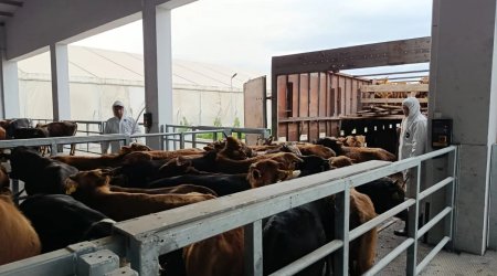 Gürcüstandan Azərbaycana gətirilən heyvanlarda xəstəlik aşkarlandı &ndash; FOTO