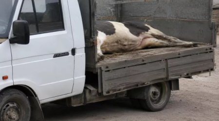 Şəmkirdə "Qazel"dən başı kəsilmiş inək tapıldı: 2 nəfər HƏBS OLUNDU