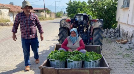 Meyvəsindən çox yarpağı qazanc gətirir... &ndash; Xarici ölkələrə də SATIRLAR - FOTO